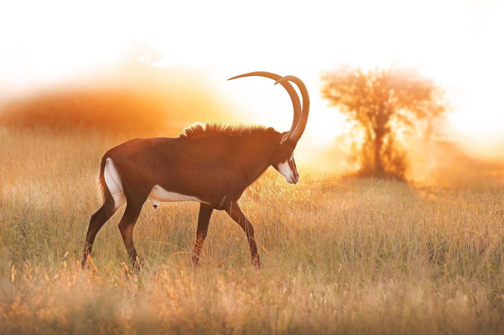 Bona Bona Game Lodge Wolmaranstad Buitenkant foto