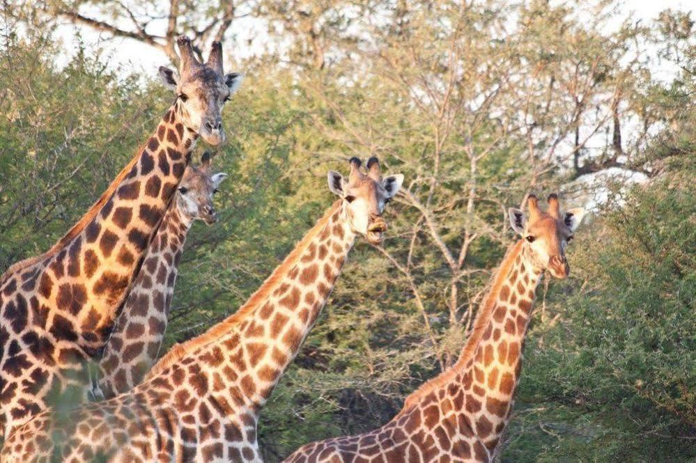 Bona Bona Game Lodge Wolmaranstad Buitenkant foto